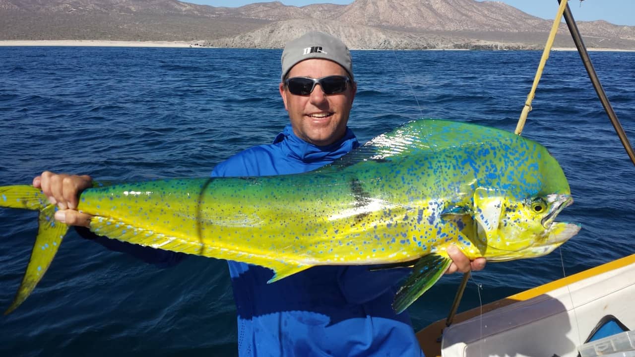 Dorado (Mahi-Mahi) caught in La Paz, Mexico